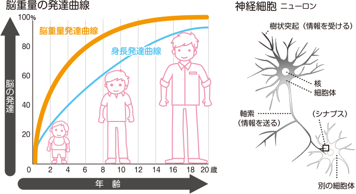 脳の成長期は10歳まで